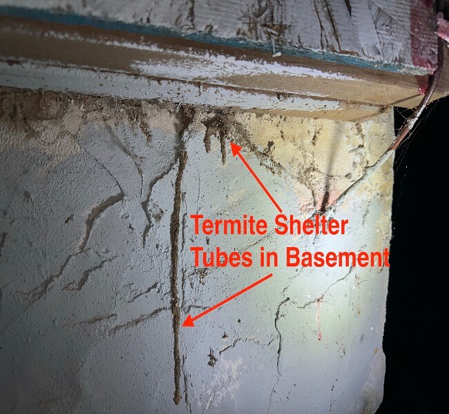 termite shelter tubes in basement