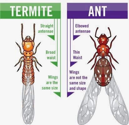 wdi termite inspection