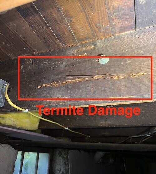 termite damage inspection